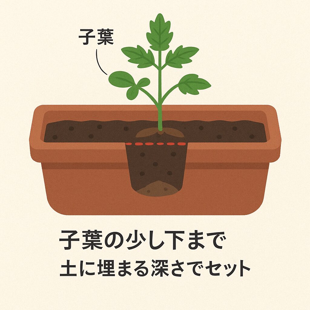 子葉の少し下まで土に埋まる深さでセットする
